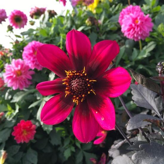 Dālija "Lubega Dark Velvet"